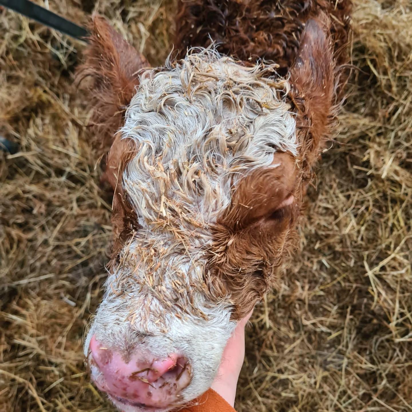 Newborn on the farm