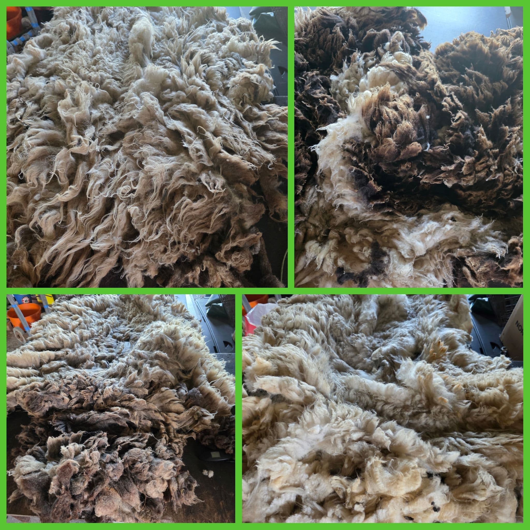 Raw Sheep Fleece