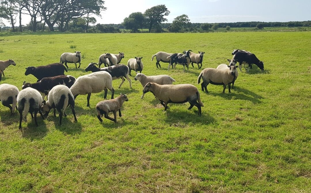 Lambing Season