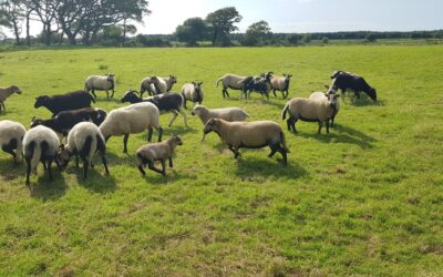 Lambing Season