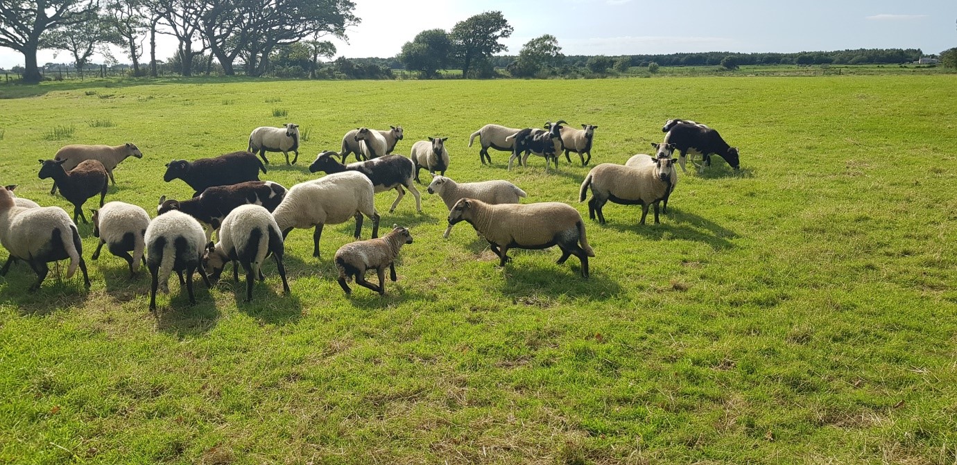 Flock 1